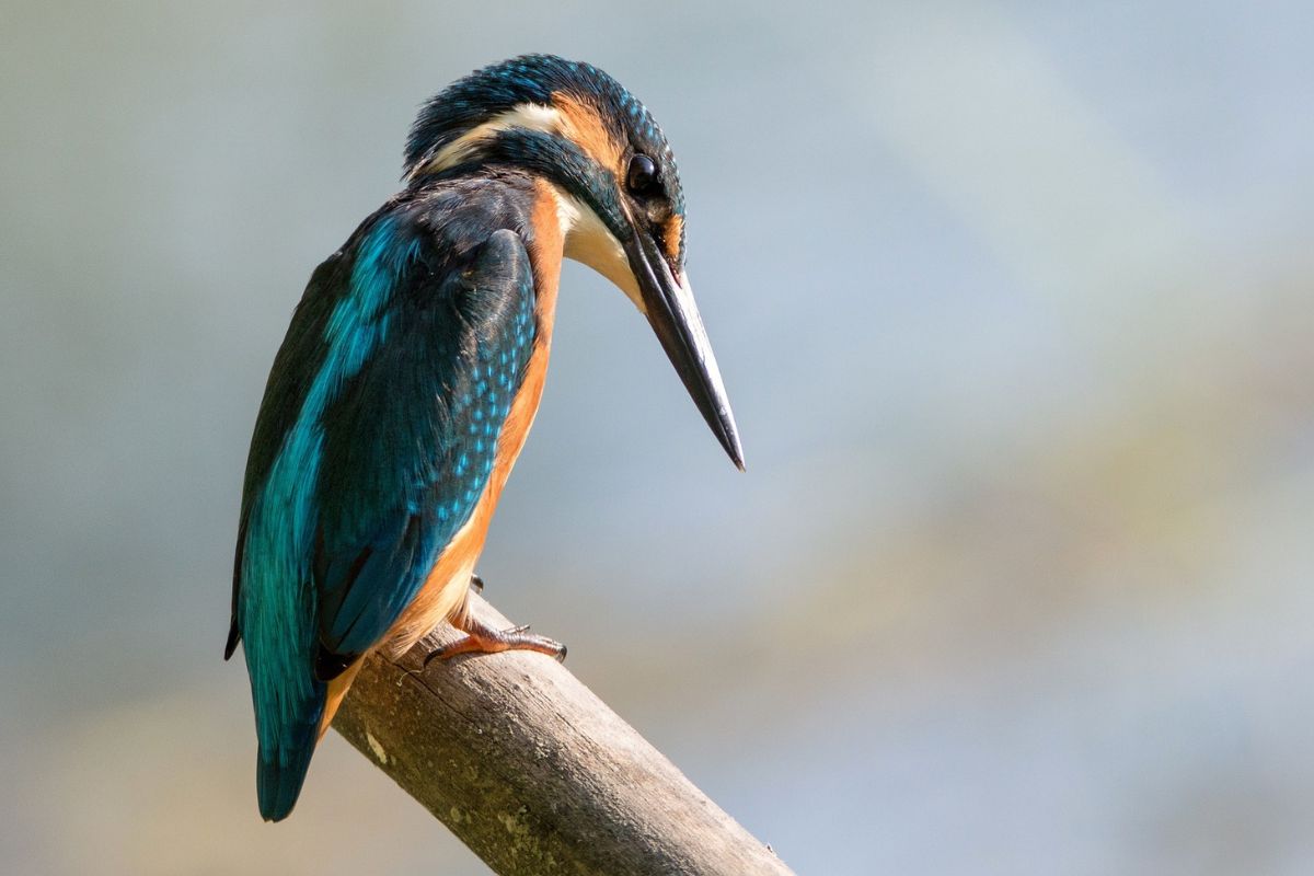 kingfisher sitting on a wooden stick