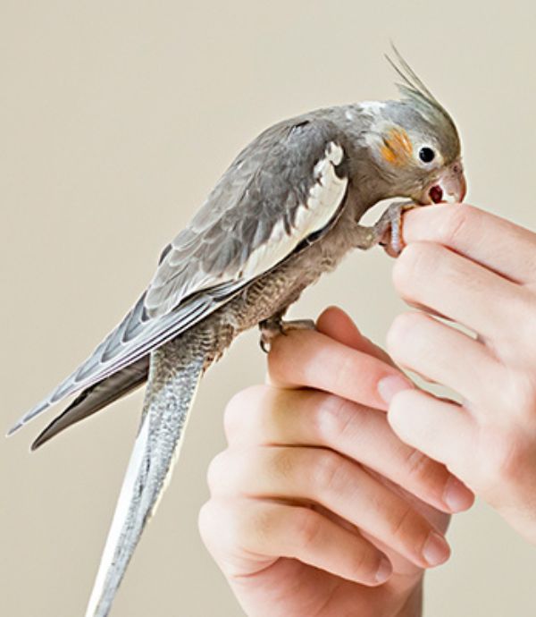 bird in the hand of a man