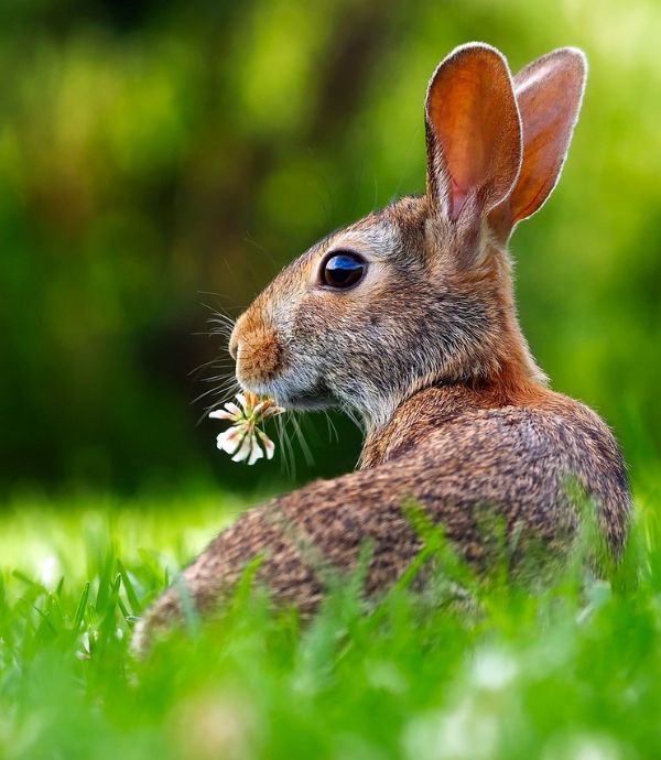 rabbit in the field