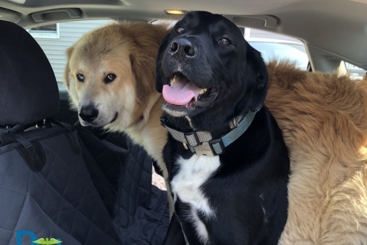 dogs in a car