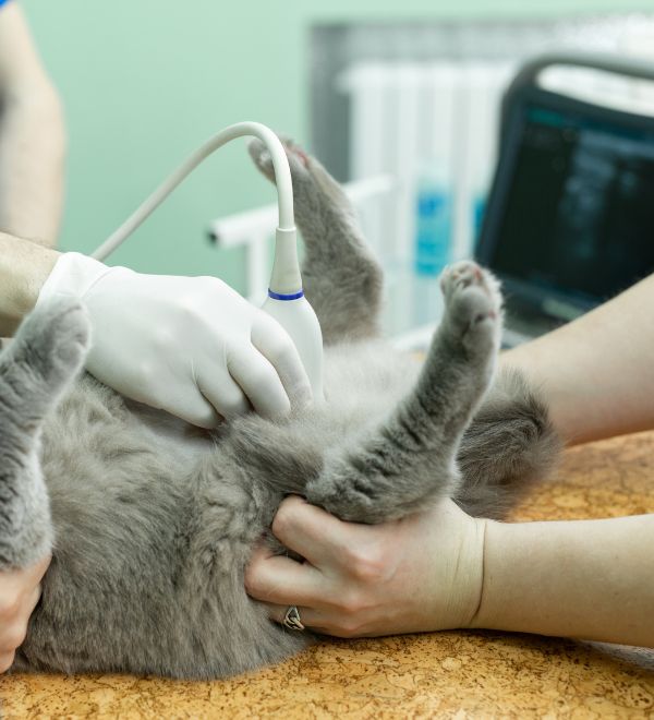 veterinarian dignosing a pet