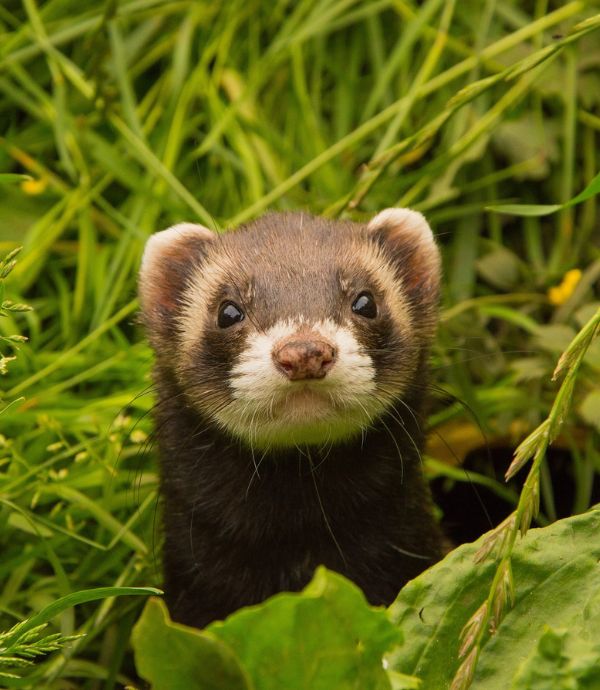 peoria-pet ferret ferret