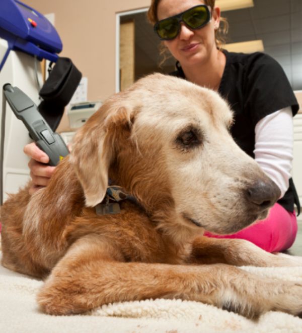 veterinarian performing laser therapy