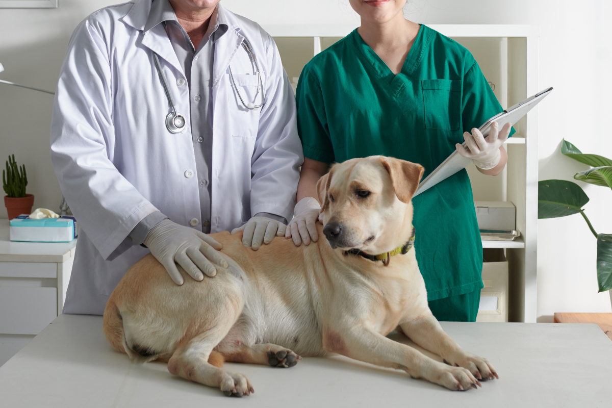 vet examining the dog