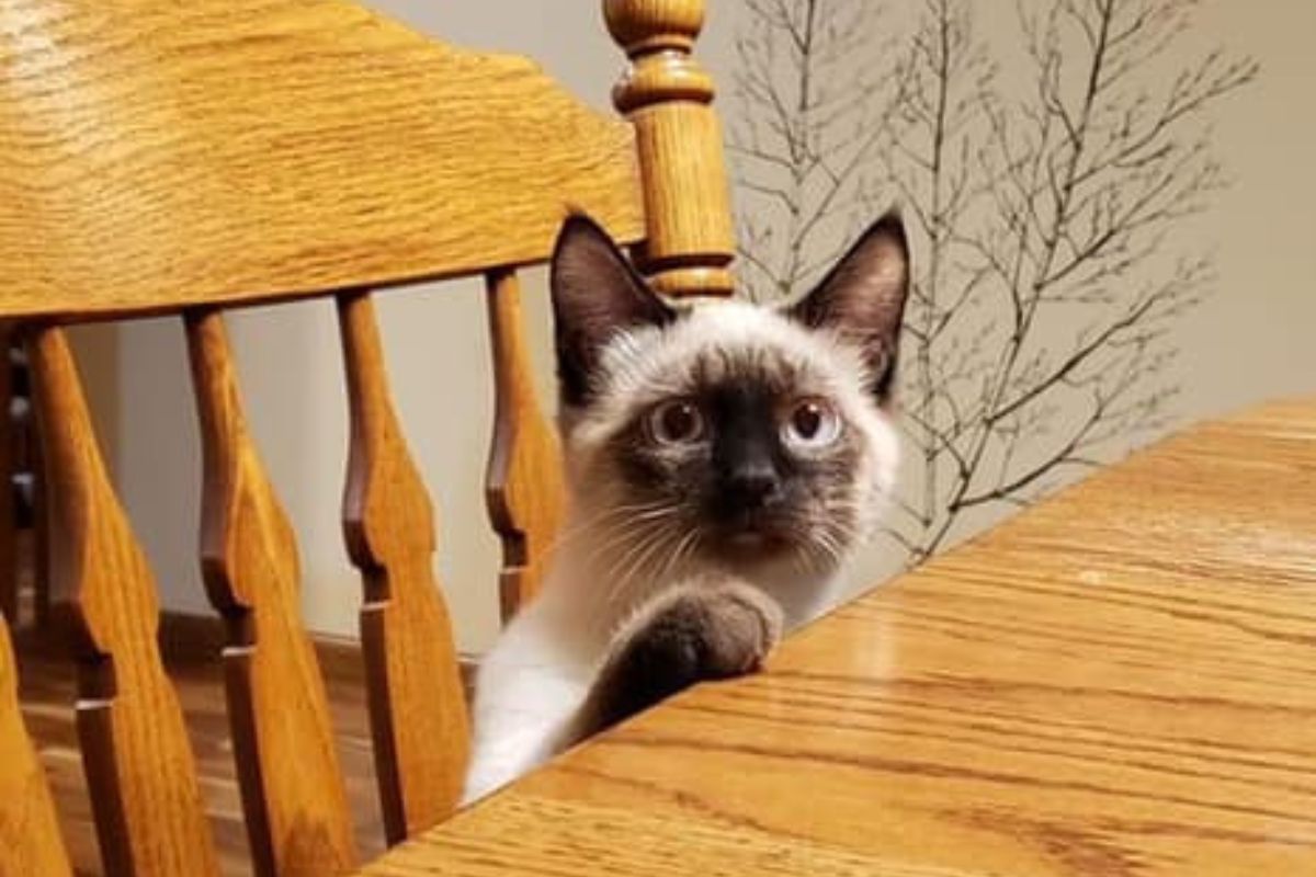 cat sitting on the chair