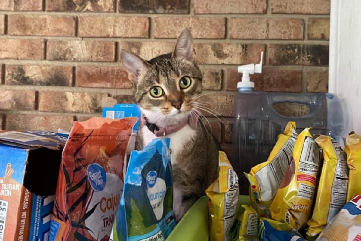 cat sitting looking through the foods' pouches