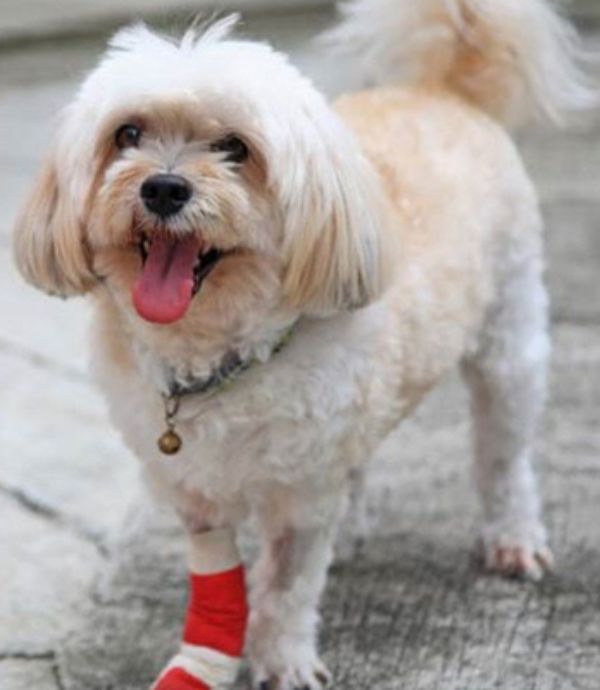 pet with broken leg