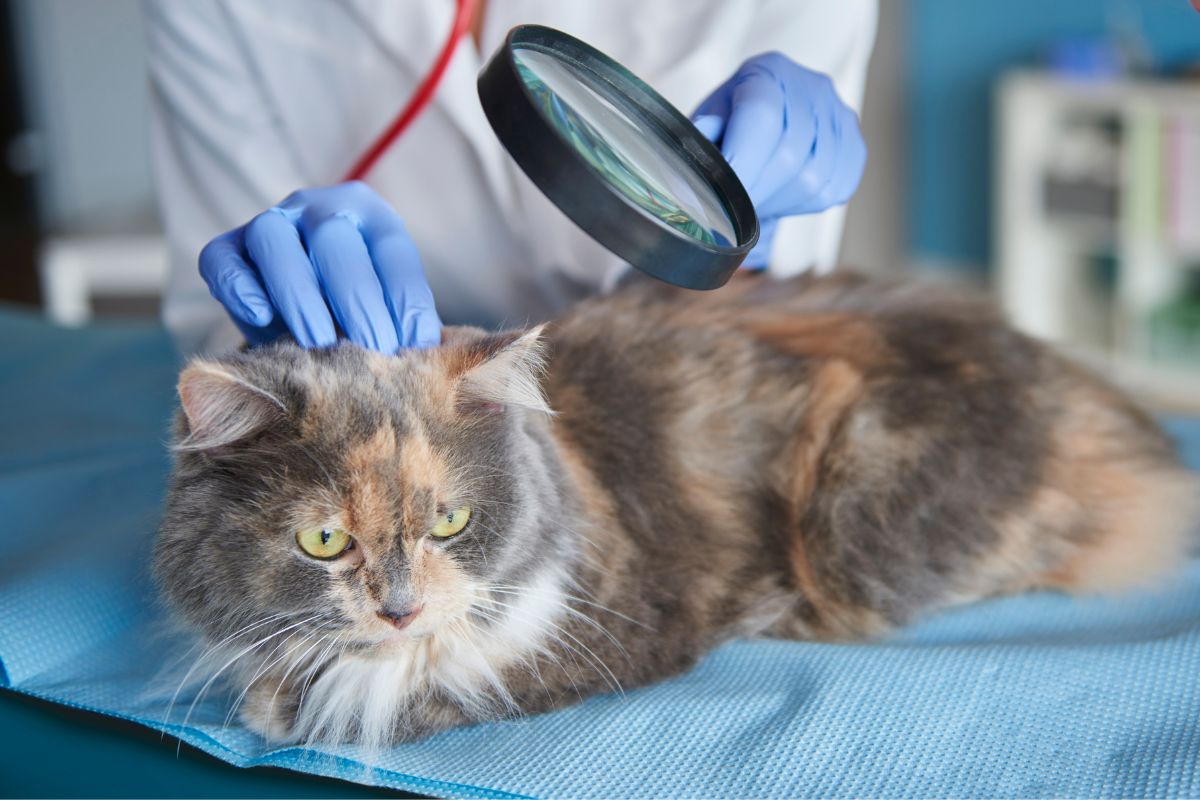 veterinarian checking cat's fur